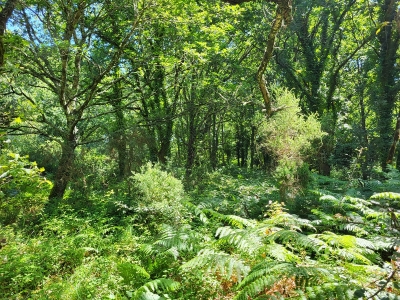 Les forêts de Carnac