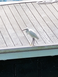 Aigrette garzette