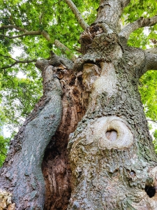 Tronc crevassé mais vivant