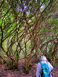 Tunnel de Rhododendrons