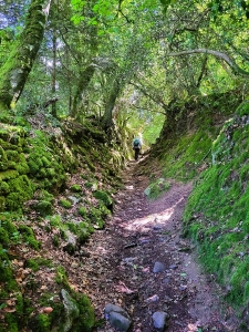 Bois de Roscouré