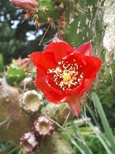 Jardins Georges Delaselle, île de Batz