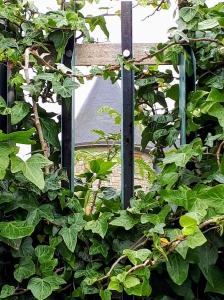 Dans cette belle propriété à l'abandon, la nature reprend ses droits