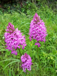 Orchis pyramidal