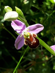 Une orchidée du genre Orphys (Orphys abeille ?)
