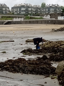 Pêche à pied dans les rochers de la plage de la Comtesse