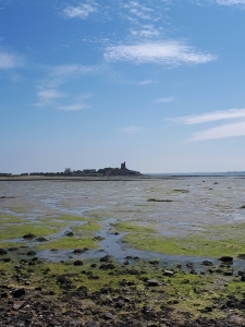 Les parcs à huîtres à marée basse, l'île de Tatihou et sa tour Vauban accessibles à pied.