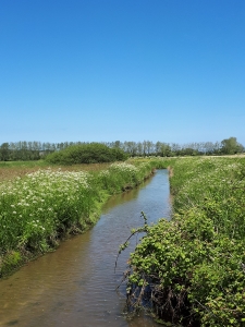 Les anciennes salines dans l'arrière-pays de Saint-Vaast