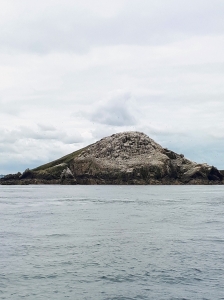 L'impressionnante et bruyante colonie de Fous de Bassans sur l'île de Rouzik