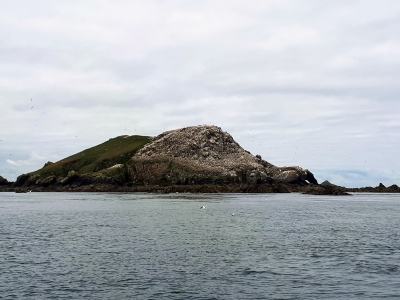 Île Rouzik, notre approche fait fuir de nombreux oiseaux sur l'eau