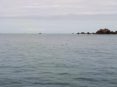 Couple de guillemots ou de pingouins sur l'eau, difficile à dire...