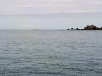 Couple de guillemots ou de pingouins sur l'eau, difficile à dire...