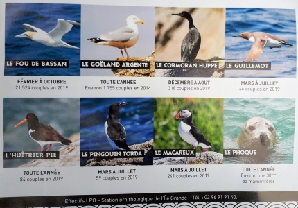 Les oiseaux qui nichent dans l'archipel des Sept Îles (référence et crédit photos : Ligue de Protection des Oiseaux)